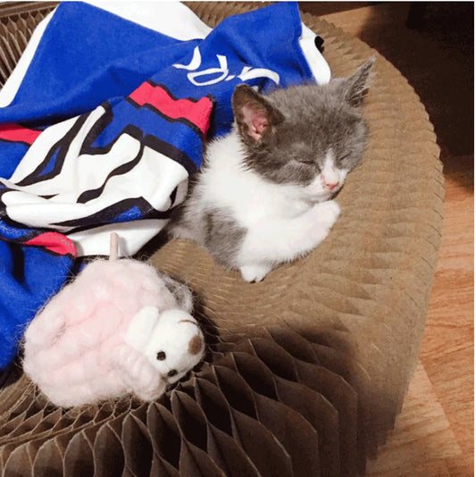 Rascador Transformable para Gatos (Corrugado)